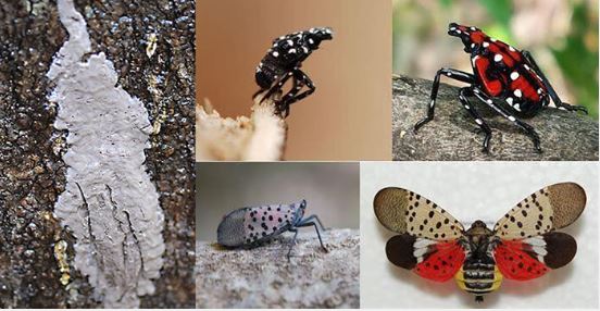 Spotted Lanternfly 2024